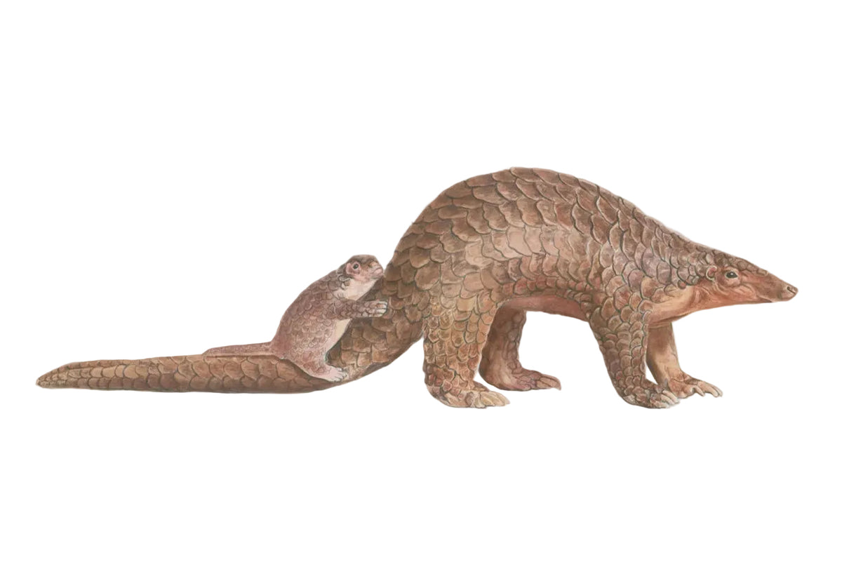 Sunda Pangolin Mother and its cub Watercolour illustration by Rachel Barkess for House of Wild