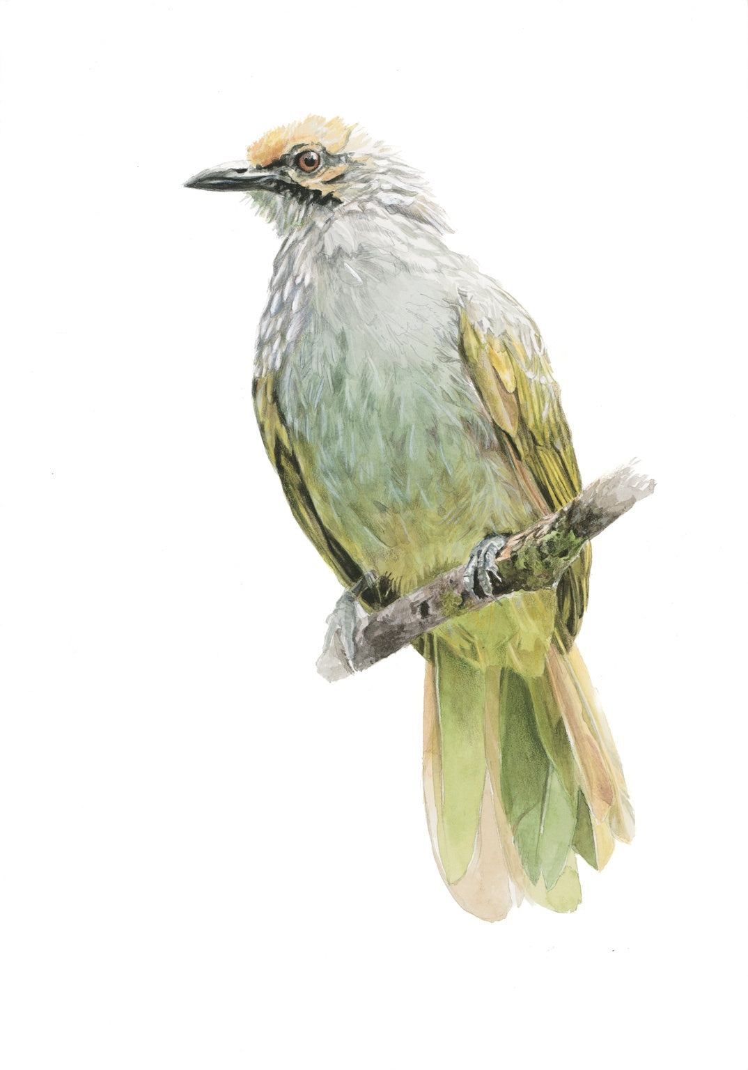 Straw-Headed Bulbul artwork