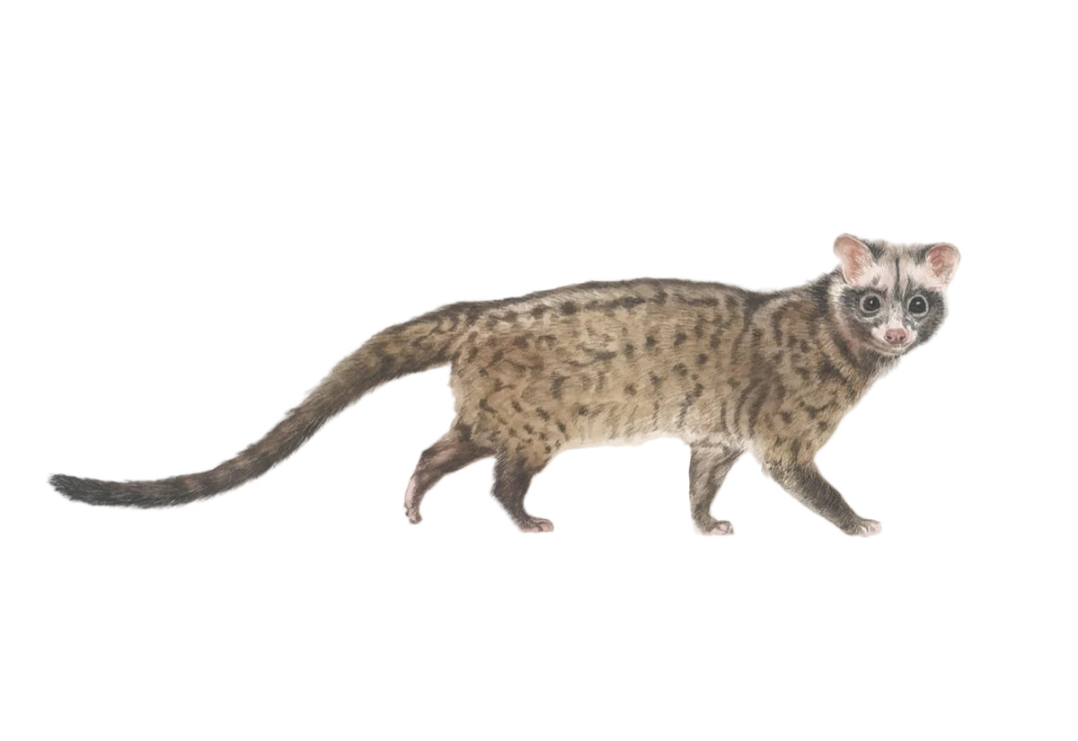 Common Palm Civet fine art print by Rachel Barkess for House of Wild