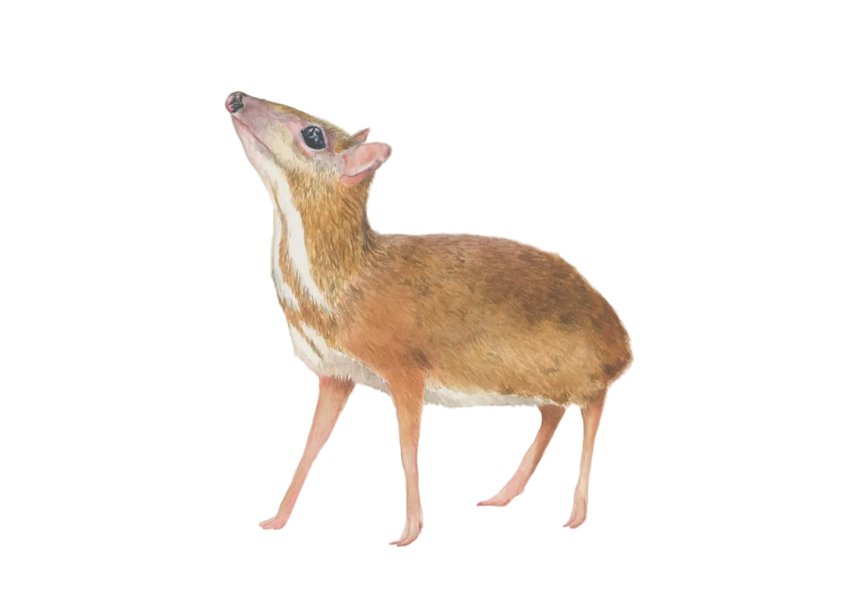 Lesser Mouse Deer Watercolour illustration by Rachel Barkess for House of Wild