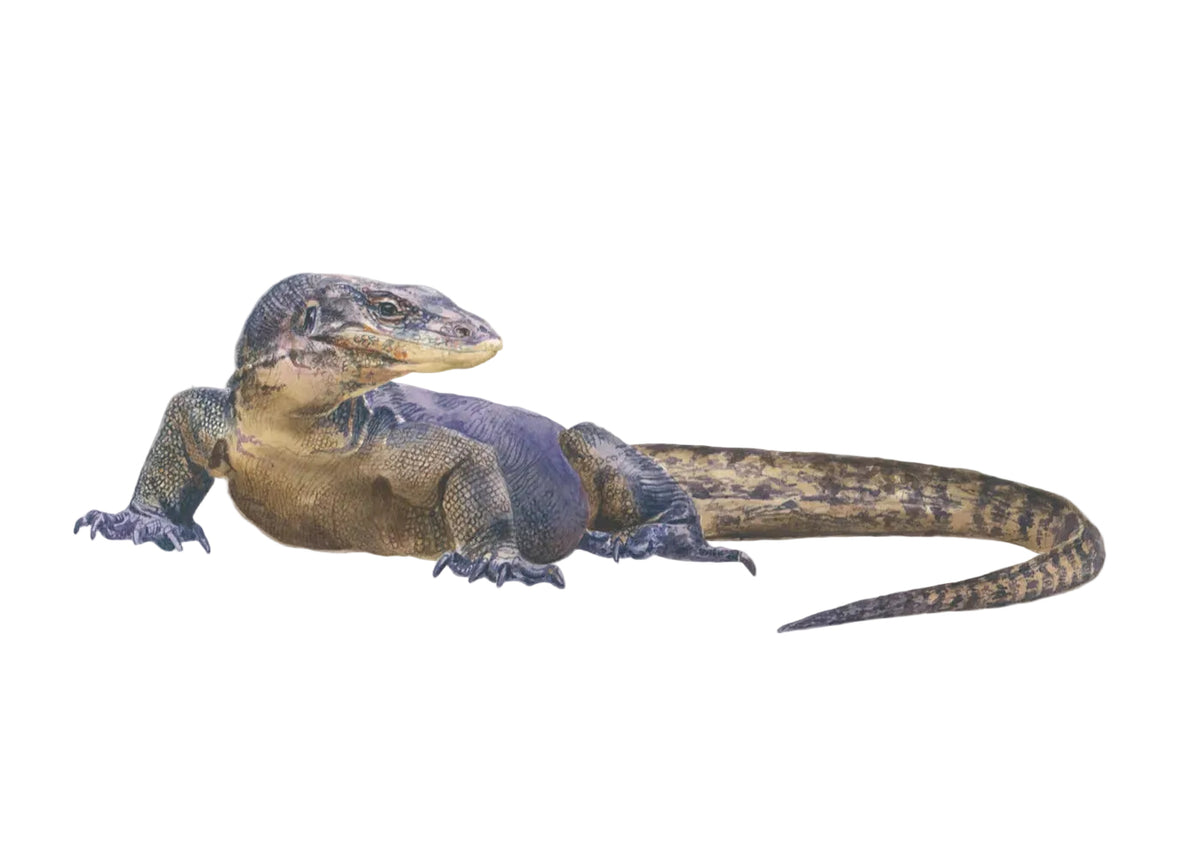 Malayan Monitor Lizard Watercolour illustration by Rachel Barkess or House of Wild