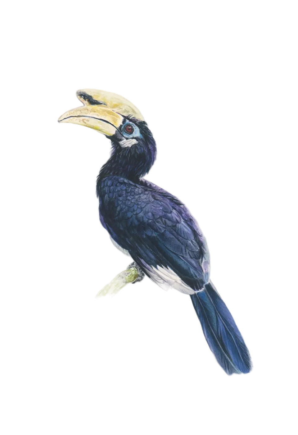 Watercolour illustration of an Oriental Pied Hornbill by Rachel Barkess for House of Wild
