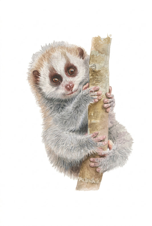 Sunda Loris illustration by Rachel Barkess for House of Wild