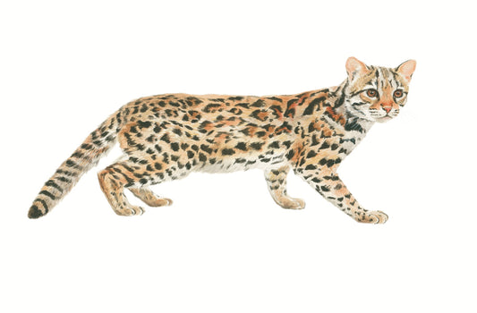Leopard Cat